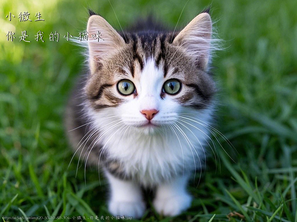 小微生你是我的小猫咪搞笑图片