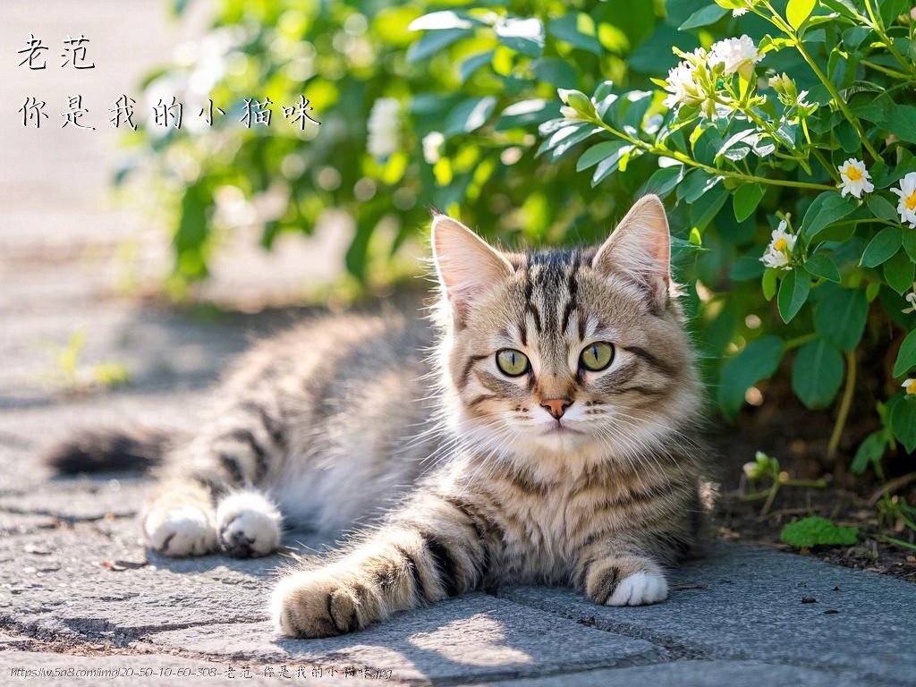 老范你是我的小猫咪搞笑图片