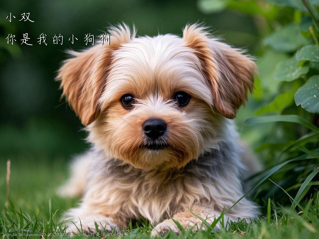 小双你是我的小狗狗搞笑图片