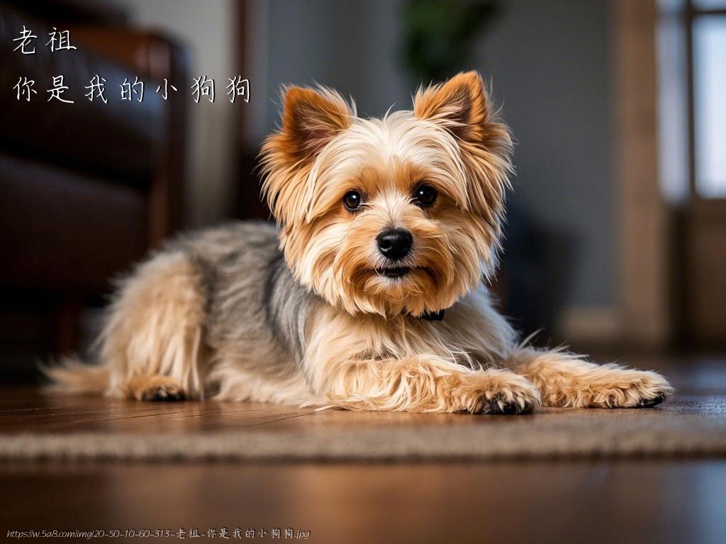 老祖你是我的小狗狗搞笑图片