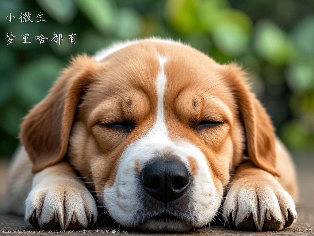 小微生梦里啥都有搞笑图片