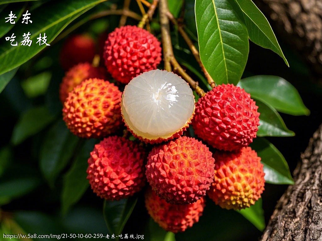 老东吃荔枝搞笑图片