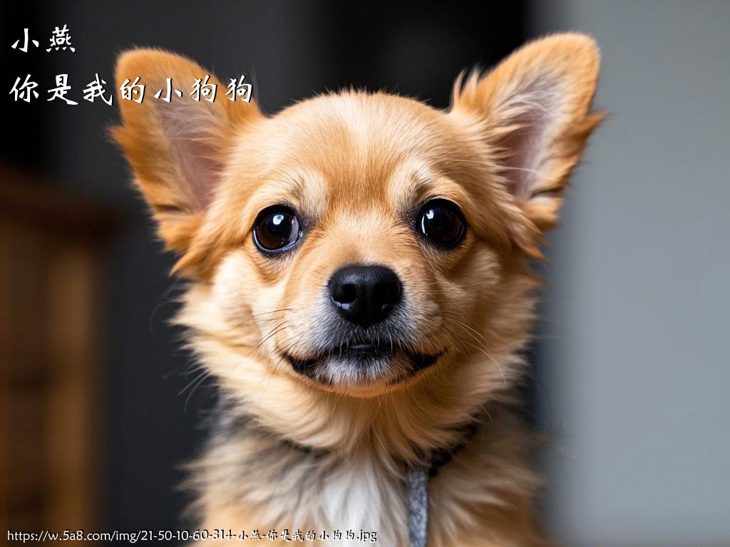小燕你是我的小狗狗搞笑图片