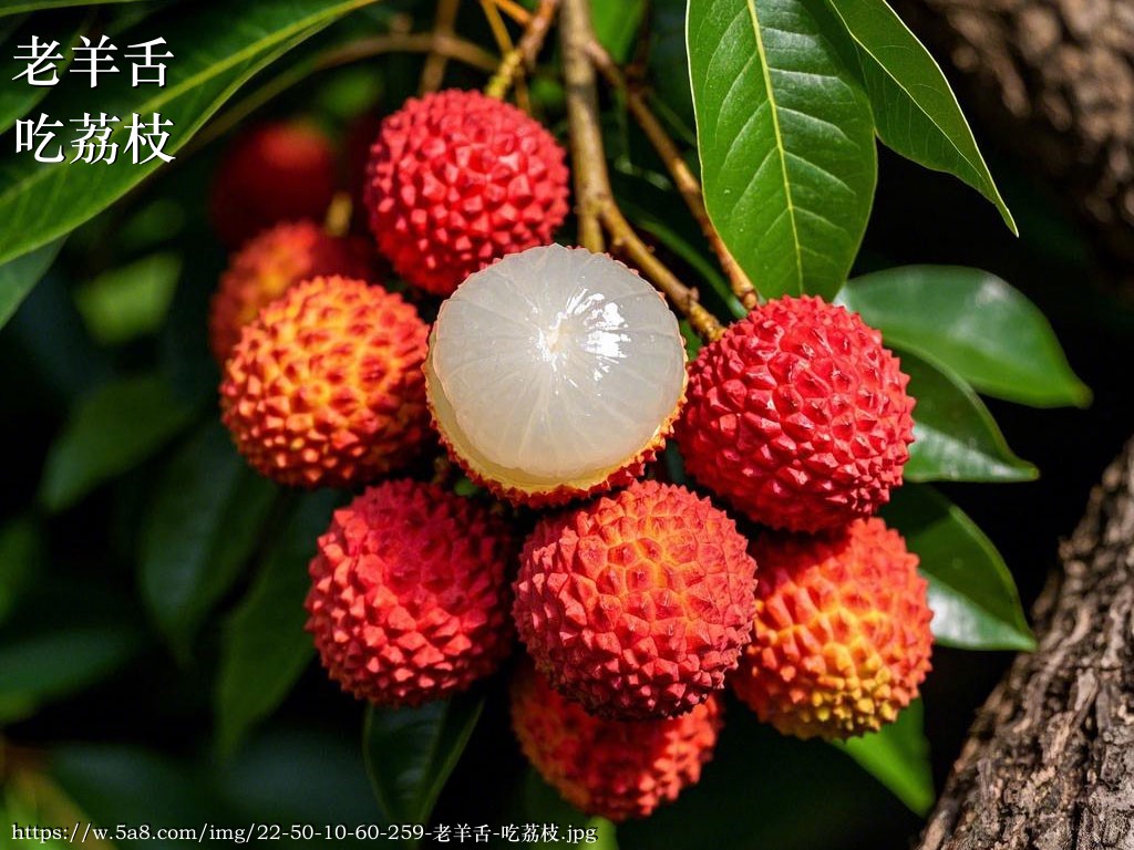老羊舌吃荔枝搞笑图片