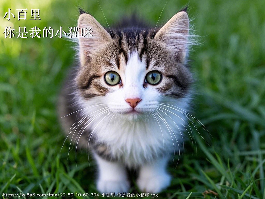 小百里你是我的小猫咪搞笑图片