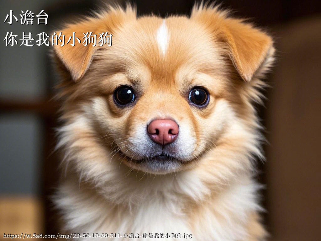 小澹台你是我的小狗狗搞笑图片