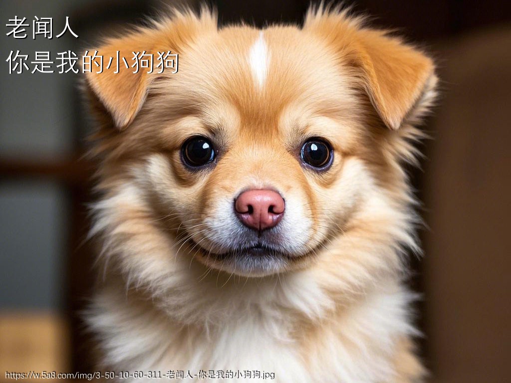 老闻人你是我的小狗狗搞笑图片