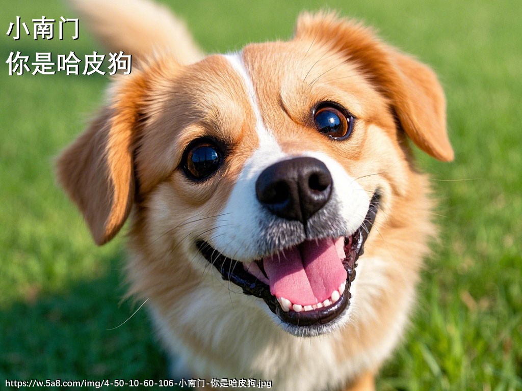 小南门你是哈皮狗搞笑图片