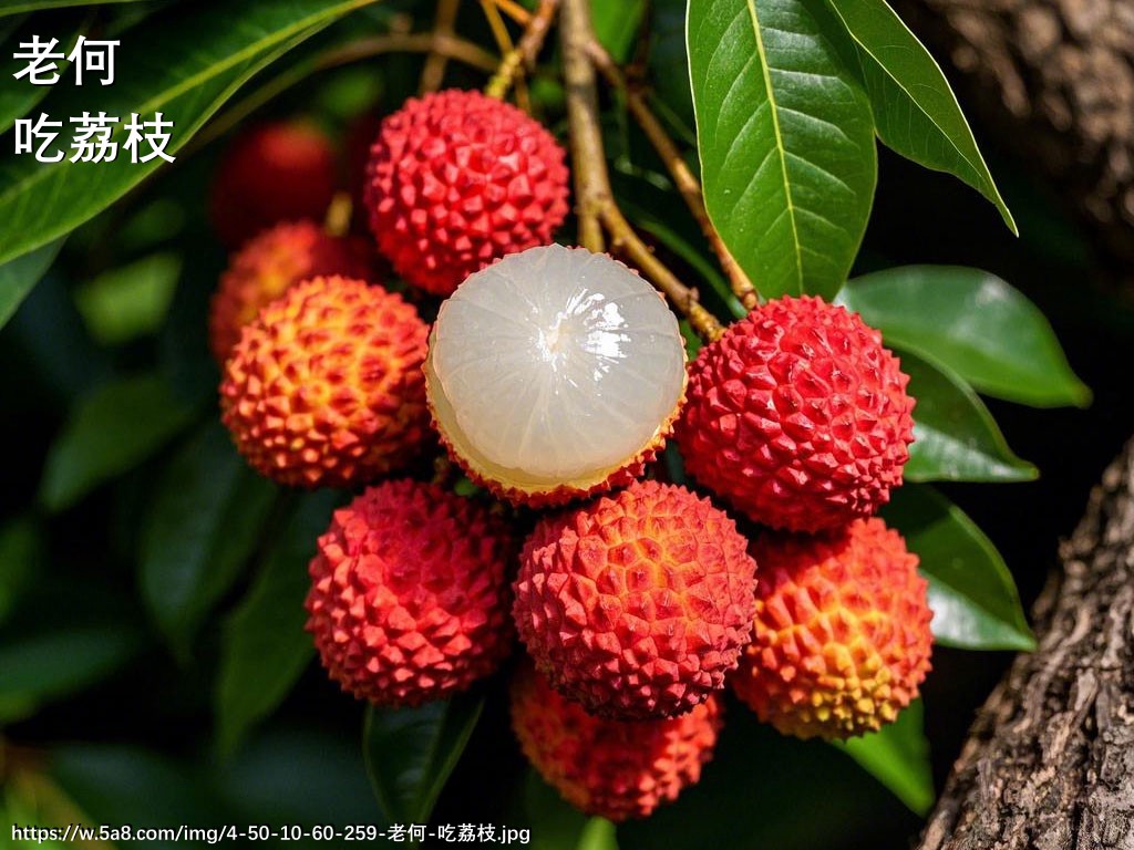 老何吃荔枝搞笑图片