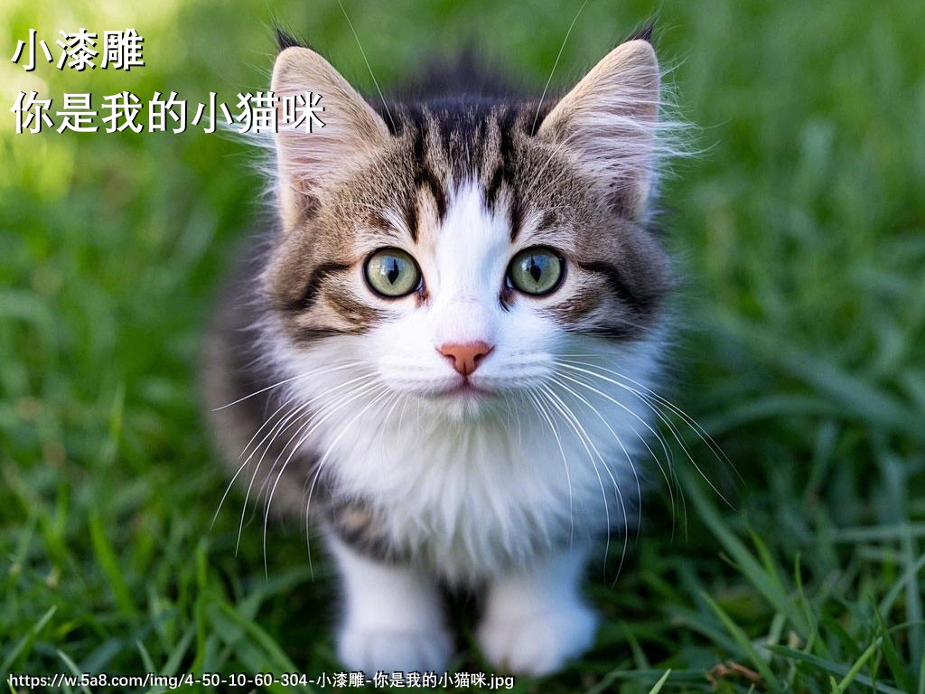 小漆雕你是我的小猫咪搞笑图片