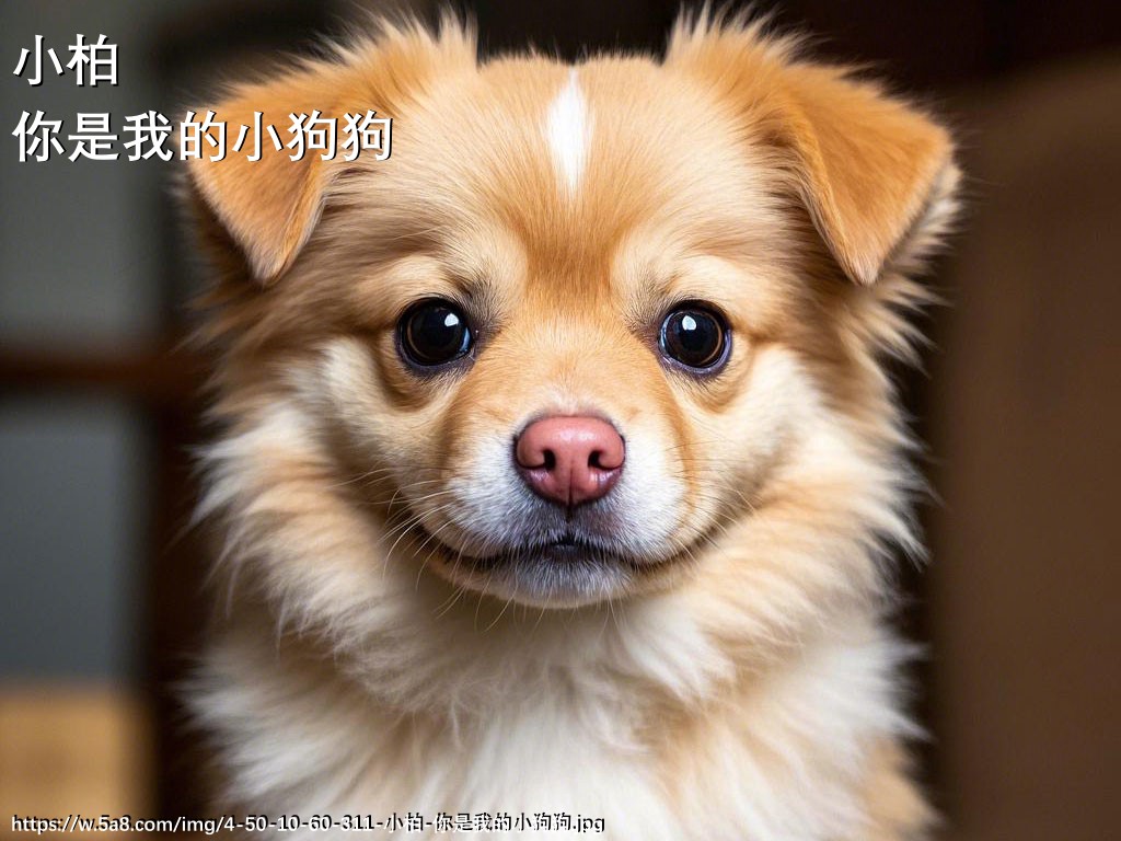 小柏你是我的小狗狗搞笑图片