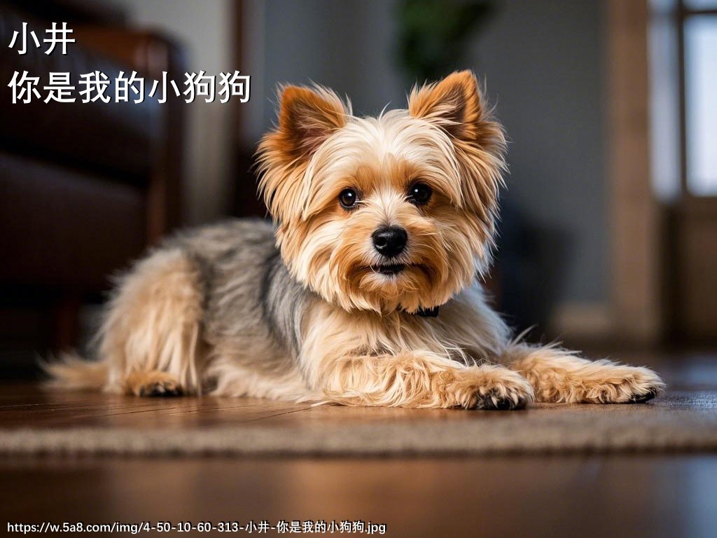 小井你是我的小狗狗搞笑图片