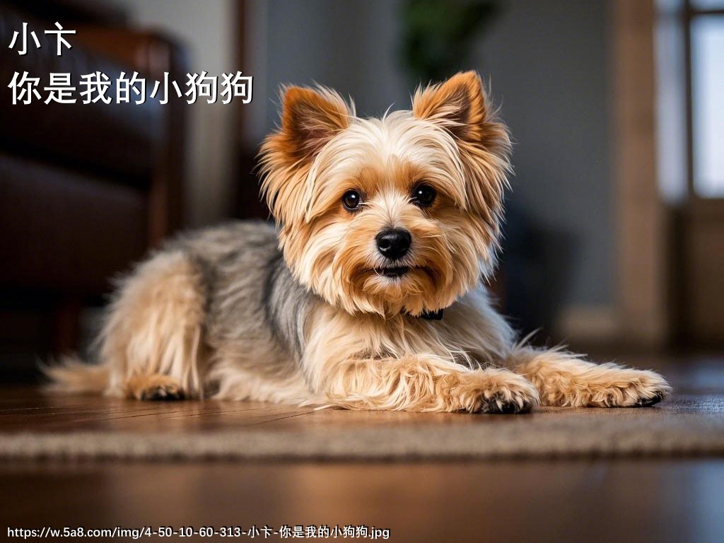 小卞你是我的小狗狗搞笑图片