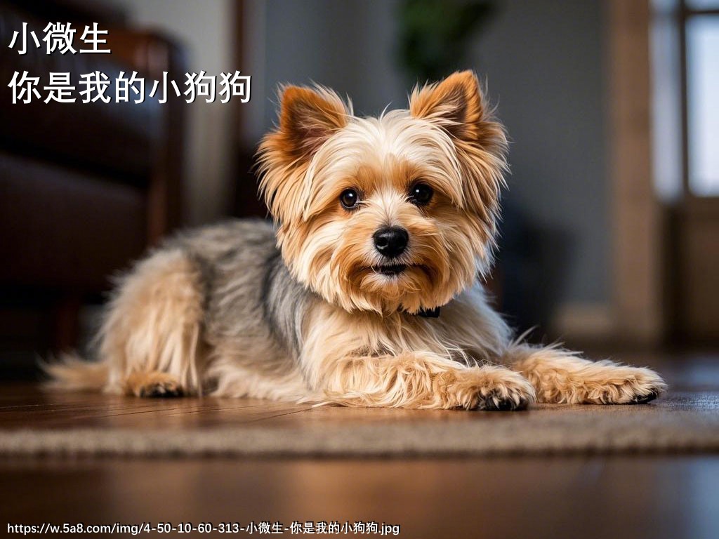 小微生你是我的小狗狗搞笑图片