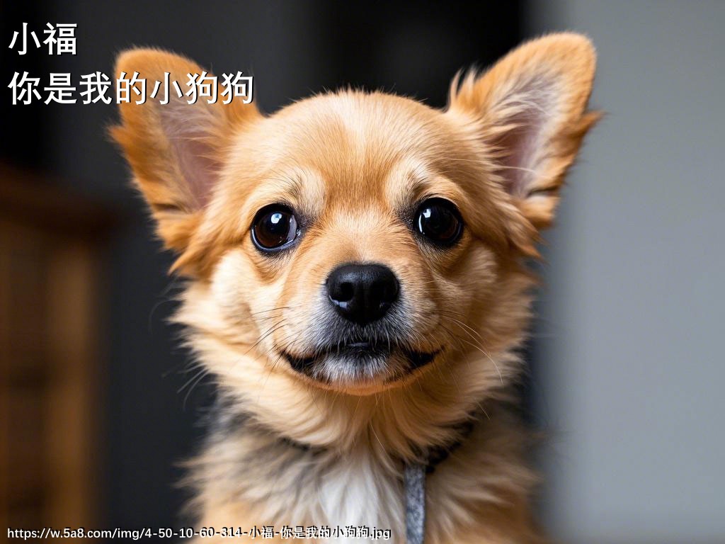 小福你是我的小狗狗搞笑图片
