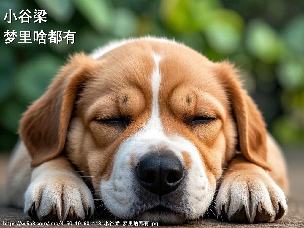 小谷梁梦里啥都有搞笑图片