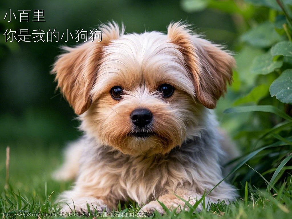 小百里你是我的小狗狗搞笑图片
