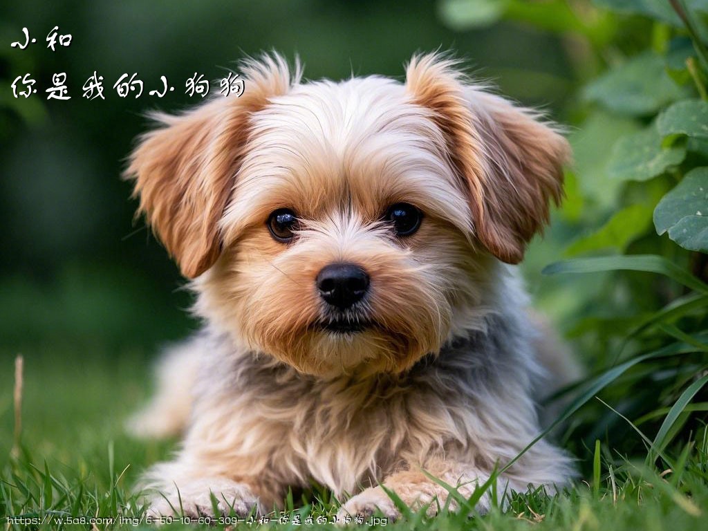小和你是我的小狗狗搞笑图片