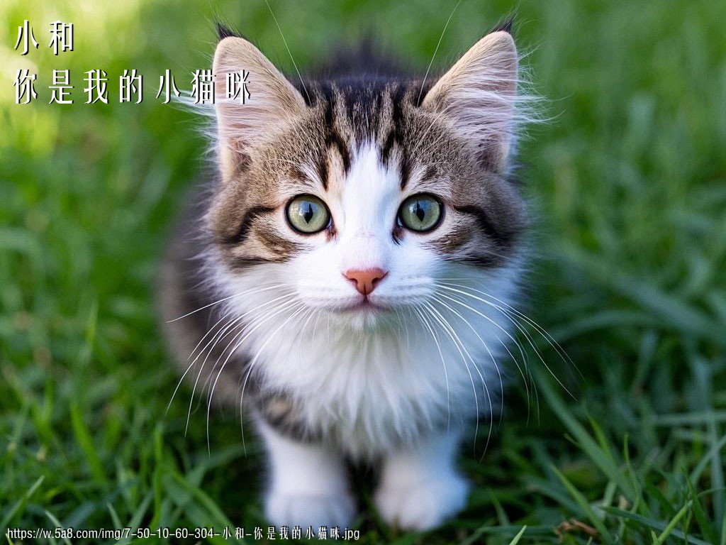 小和你是我的小猫咪搞笑图片