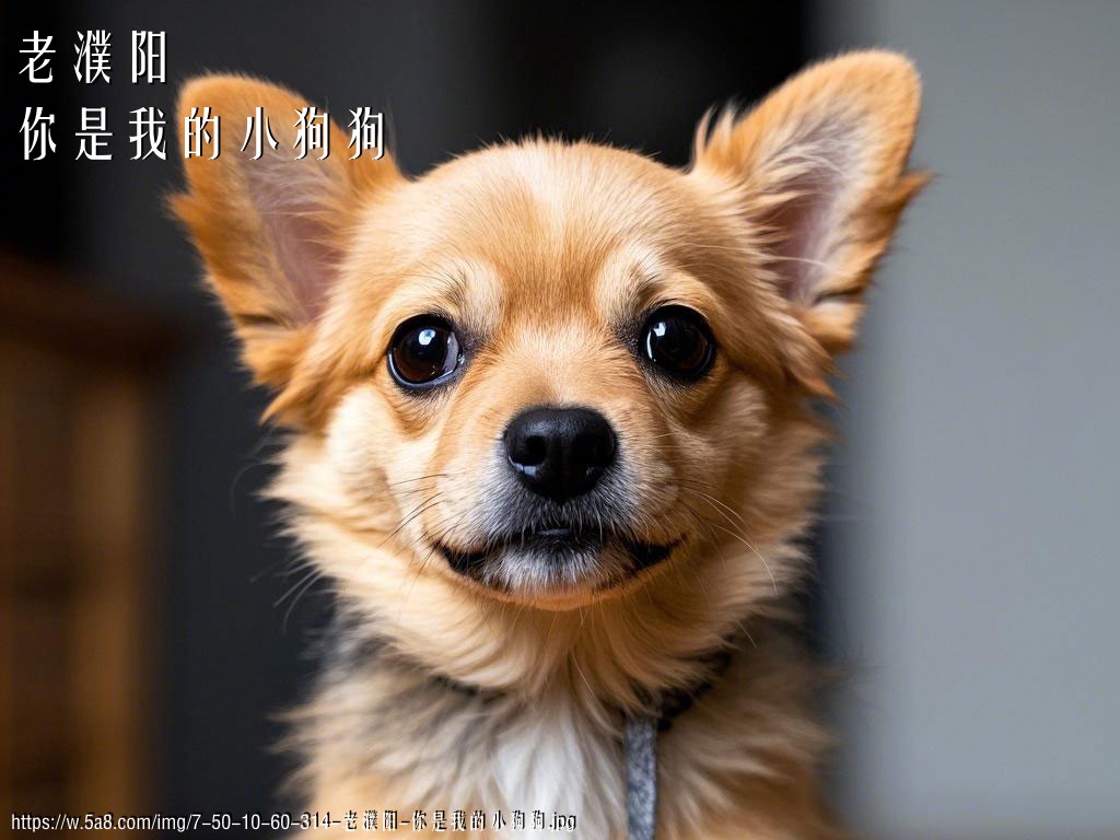 老濮阳你是我的小狗狗搞笑图片