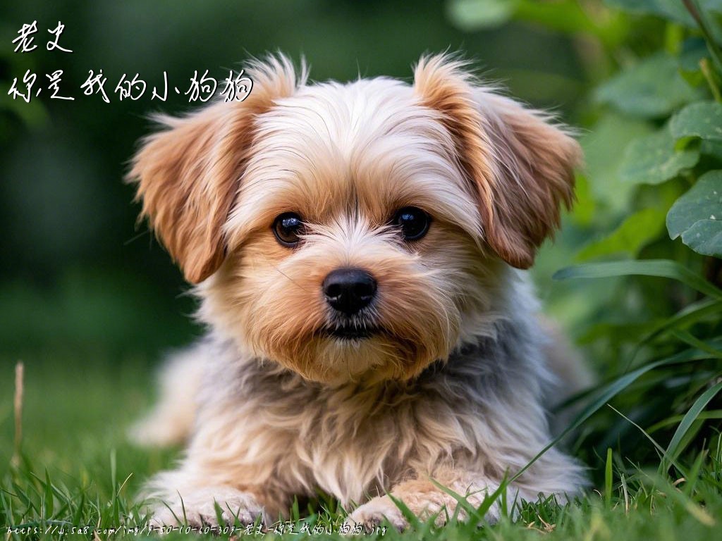 老史你是我的小狗狗搞笑图片